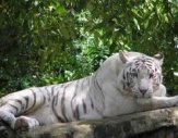White Tiger in Mysore Zoo